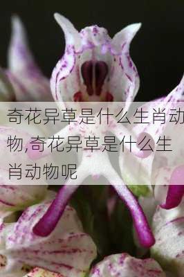 奇花异草是什么生肖动物,奇花异草是什么生肖动物呢