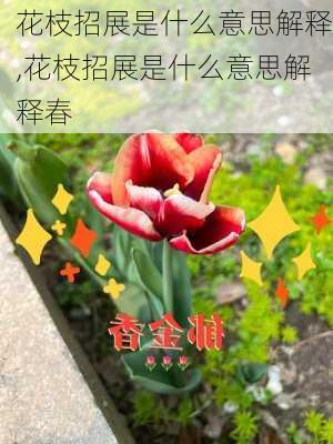 花枝招展是什么意思解释,花枝招展是什么意思解释春