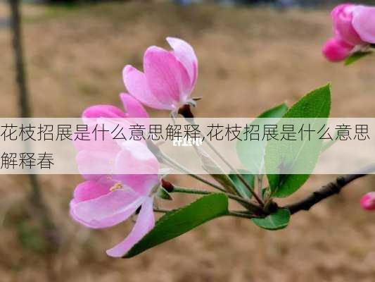 花枝招展是什么意思解释,花枝招展是什么意思解释春