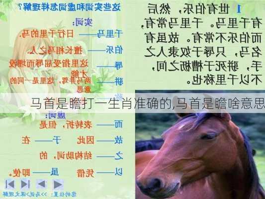 马首是瞻打一生肖准确的,马首是瞻啥意思