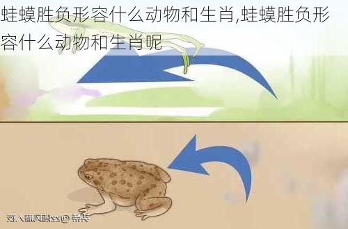 蛙蟆胜负形容什么动物和生肖,蛙蟆胜负形容什么动物和生肖呢