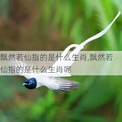 飘然若仙指的是什么生肖,飘然若仙指的是什么生肖呢