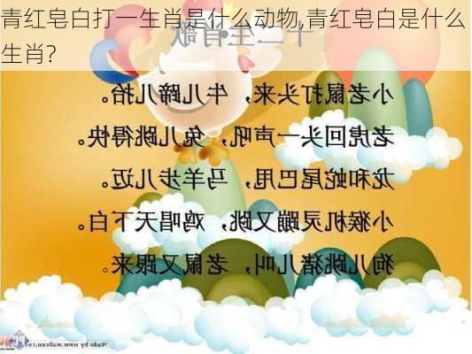 青红皂白打一生肖是什么动物,青红皂白是什么生肖?