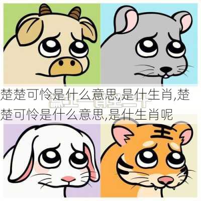 楚楚可怜是什么意思,是什生肖,楚楚可怜是什么意思,是什生肖呢