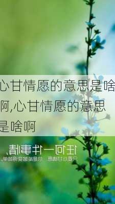 心甘情愿的意思是啥啊,心甘情愿的意思是啥啊