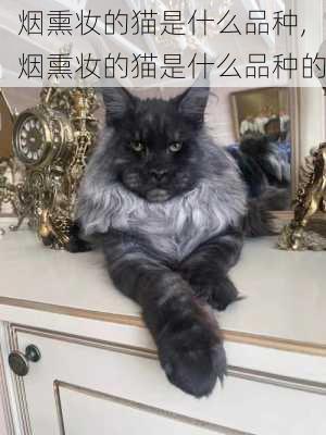 烟熏妆的猫是什么品种,烟熏妆的猫是什么品种的