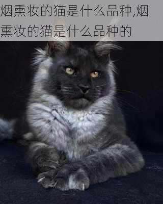 烟熏妆的猫是什么品种,烟熏妆的猫是什么品种的