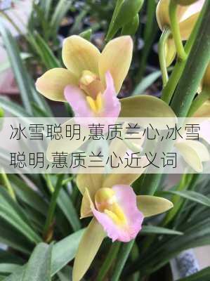 冰雪聪明,蕙质兰心,冰雪聪明,蕙质兰心近义词