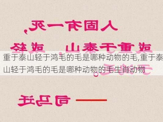 重于泰山轻于鸿毛的毛是哪种动物的毛,重于泰山轻于鸿毛的毛是哪种动物的毛生肖动物