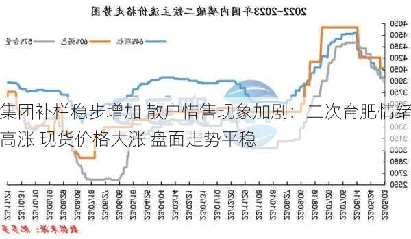 集团补栏稳步增加 散户惜售现象加剧：二次育肥情绪高涨 现货价格大涨 盘面走势平稳