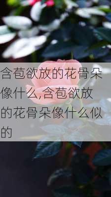 含苞欲放的花骨朵像什么,含苞欲放的花骨朵像什么似的