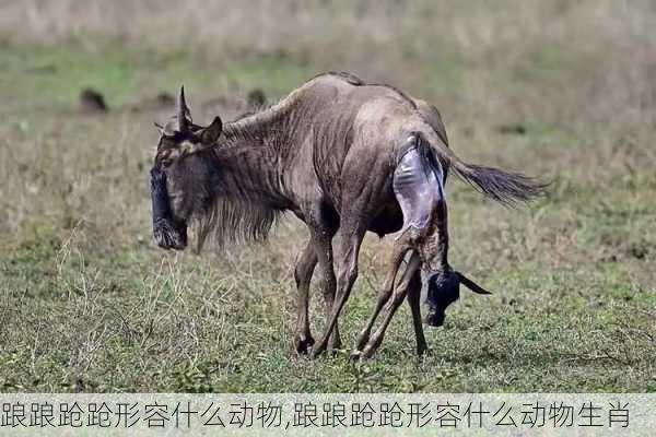 踉踉跄跄形容什么动物,踉踉跄跄形容什么动物生肖