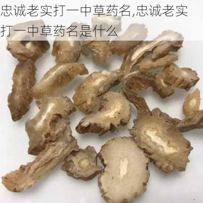 忠诚老实打一中草药名,忠诚老实打一中草药名是什么