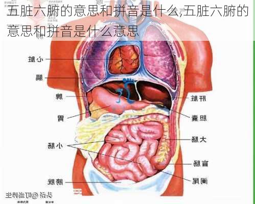 五脏六腑的意思和拼音是什么,五脏六腑的意思和拼音是什么意思