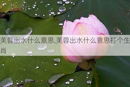 芙蓉出水什么意思,芙蓉出水什么意思打个生肖