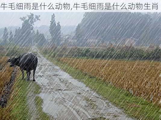 牛毛细雨是什么动物,牛毛细雨是什么动物生肖