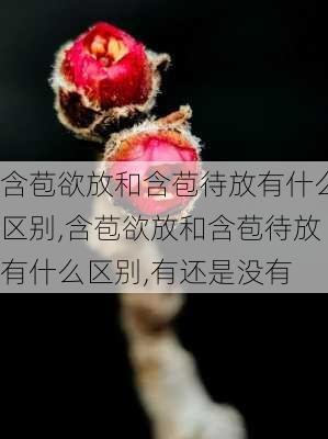 含苞欲放和含苞待放有什么区别,含苞欲放和含苞待放有什么区别,有还是没有