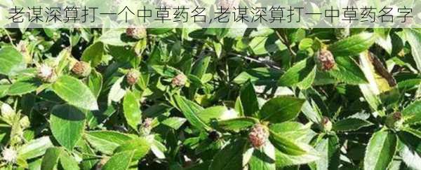 老谋深算打一个中草药名,老谋深算打一中草药名字