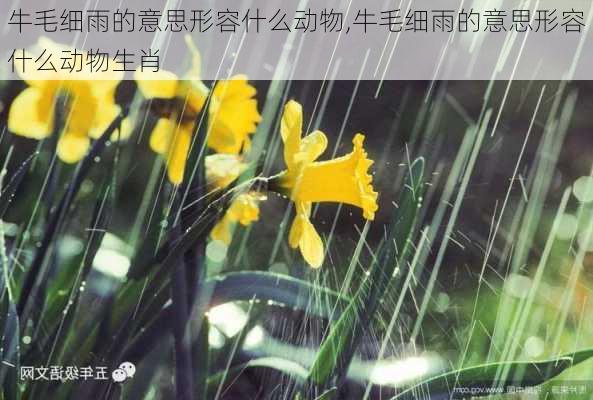 牛毛细雨的意思形容什么动物,牛毛细雨的意思形容什么动物生肖