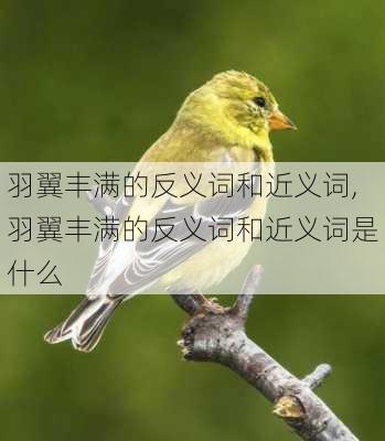 羽翼丰满的反义词和近义词,羽翼丰满的反义词和近义词是什么