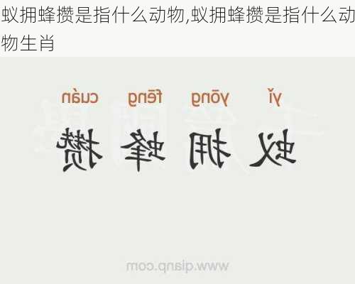 蚁拥蜂攒是指什么动物,蚁拥蜂攒是指什么动物生肖