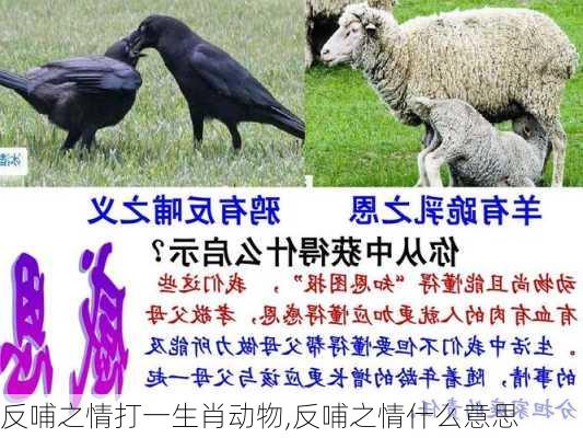 反哺之情打一生肖动物,反哺之情什么意思