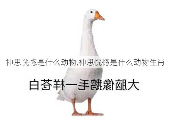 神思恍惚是什么动物,神思恍惚是什么动物生肖