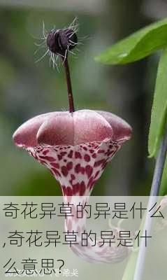 奇花异草的异是什么,奇花异草的异是什么意思?