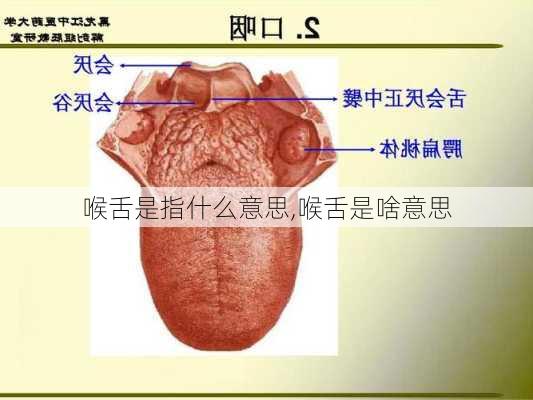 喉舌是指什么意思,喉舌是啥意思