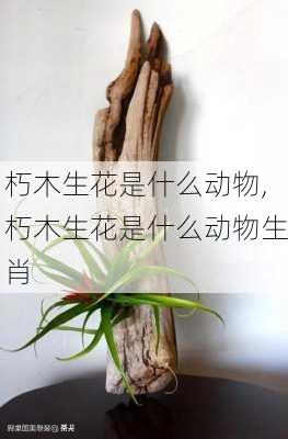 朽木生花是什么动物,朽木生花是什么动物生肖