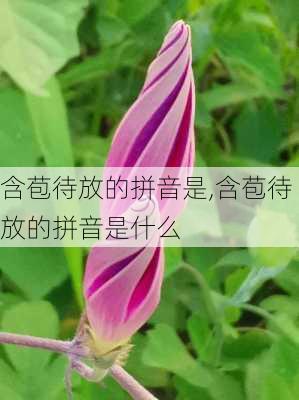 含苞待放的拼音是,含苞待放的拼音是什么