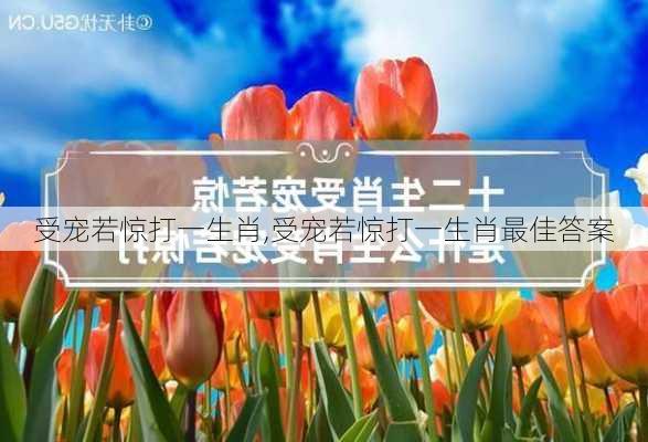 受宠若惊打一生肖,受宠若惊打一生肖最佳答案