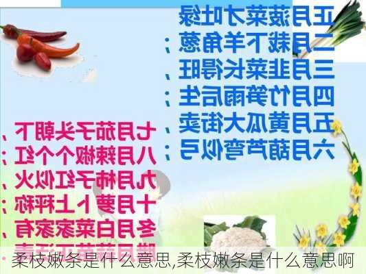 柔枝嫩条是什么意思,柔枝嫩条是什么意思啊