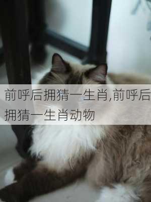 前呼后拥猜一生肖,前呼后拥猜一生肖动物