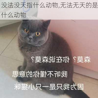 没法没天指什么动物,无法无天的是什么动物