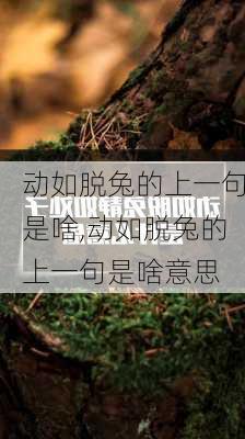 动如脱兔的上一句是啥,动如脱兔的上一句是啥意思