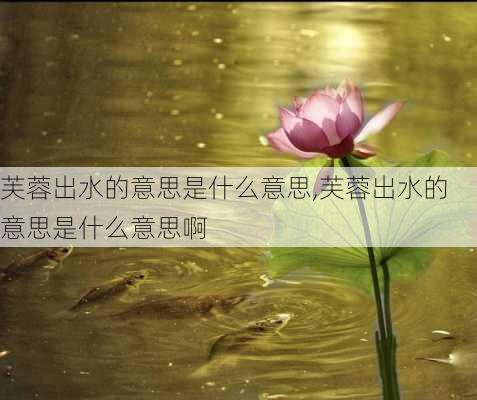 芙蓉出水的意思是什么意思,芙蓉出水的意思是什么意思啊