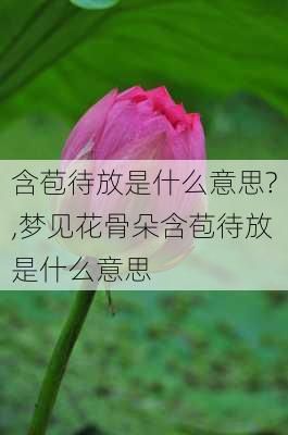 含苞待放是什么意思?,梦见花骨朵含苞待放是什么意思