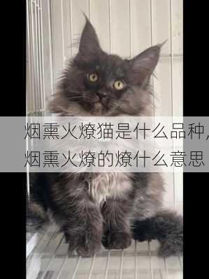 烟熏火燎猫是什么品种,烟熏火燎的燎什么意思