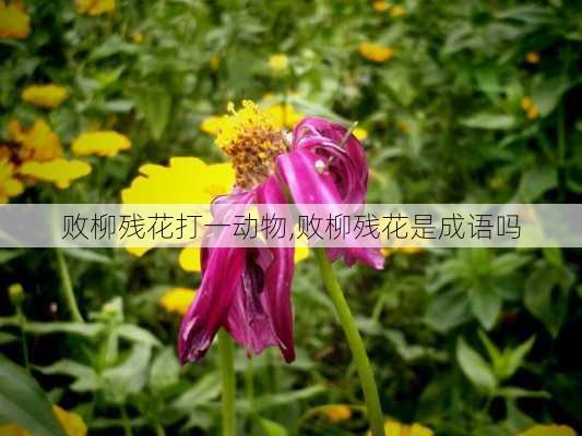 败柳残花打一动物,败柳残花是成语吗