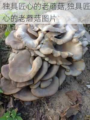 独具匠心的老蘑菇,独具匠心的老蘑菇图片