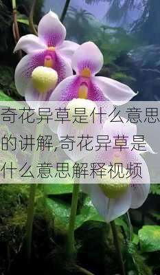 奇花异草是什么意思的讲解,奇花异草是什么意思解释视频